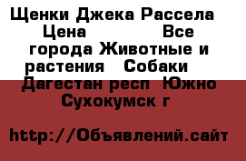 Щенки Джека Рассела › Цена ­ 10 000 - Все города Животные и растения » Собаки   . Дагестан респ.,Южно-Сухокумск г.